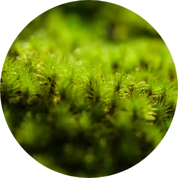 Hydra Setting Powder